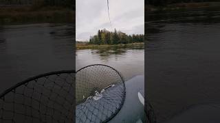 fishing zander river drop shot [upl. by Kalie762]