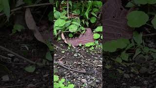 Leafcutter Ants on the Move 🌿🐜 Costa Rica’s Tiny Gardeners [upl. by Safier]