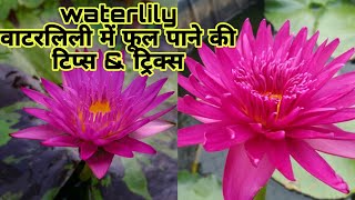 घर पर ही उगाएं water Lily का पौधा  How to Grow and Care water Lily Plant at Home waterlily [upl. by Anelam]