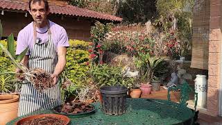 Repotting large Cattleya Orchid Raw day in the life vlog of an orchid enthusiast [upl. by Inobe]