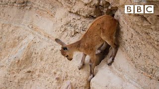 Baby ibex descends mountains to escape a fox  Planet Earth II Mountains  BBC [upl. by Uttasta]