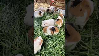 Fresh grass for Guinea pigs [upl. by Dale]