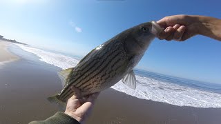 Striped Bass Smelt and Perch A Great Morning Fishing The California Surf [upl. by Anitneuq332]