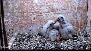 American Kestrel chick vs Thirteenlined Ground Squirrel [upl. by Atteuqehs5]