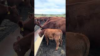 Almost fell out trying to walk in the bunk backwards agtalkwithalex missouri ranchlife rancher [upl. by Aneelahs]