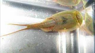 Triops australiensis [upl. by Malti549]