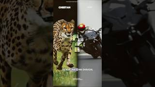 Cheetah Vs H2R Bike science sciencefacts [upl. by Feldt]