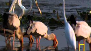 National Geographic quotAfricas Lost Edenquot video clip  2009 [upl. by Johannes]