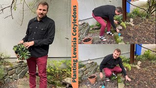 Planting Lewisia Cotyledons  From Container to Flower Bed [upl. by Warfeld651]