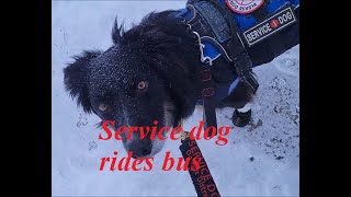 Service dog rides health bus to the city travelwithdog busride servicedoglife [upl. by Eicirtap6]