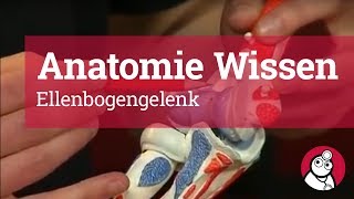 AnatomieWissen Ellenbogengelenk [upl. by Derk]