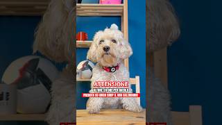 ULTIME 24 ORE PER AVERE IL MIO CALENDARIO ESCLUSIVO 📆 canedivertente cane dog divertente [upl. by Ahsaf]