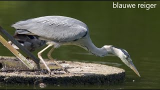 20240924 BLAUWE REIGER ARDEA CINERA [upl. by Nolie]