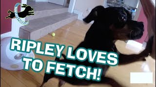 The Worlds Greatest Fetcher Ripley Retrieves Balls Dog Toys Games And Puzzles [upl. by Naima894]