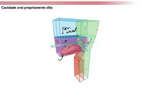 Cavidade oral [upl. by Allan]