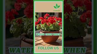 Red Geraniums Care plant garden houseplants gardening plantstation plantcare indoorplants [upl. by Harden]