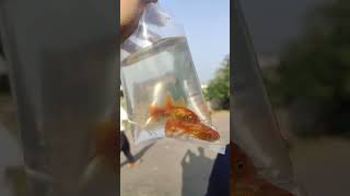 Jaan Jani Hai Jayegi Ek Din Ft Goldfish Version 🐟 shorts fishlover goldfish [upl. by Aldo]