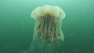 Lions Mane Jellyfish [upl. by Neerehs141]