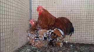 Fancy Hen Millie Fleur Pekin Bantam chicken chicken [upl. by Tiff]