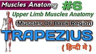 Trapezius Muscle Anatomy Upper Limb Muscles Anatomy  Trapezius Muscle  6  Muscle Anatomy  Hindi [upl. by Anirual867]