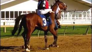 Race Horse at Pimlico Race Course 2013 Preakness Tickets ORB [upl. by Schurman]