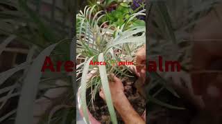 Areca palmplantviralshortsviral [upl. by Sirej]