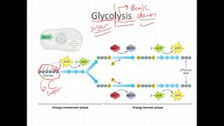 Biology Glycolysis and Krebs 75Biology Exploring Life [upl. by Dnomar473]