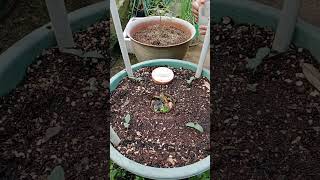 planting and caring for cucumbers in pots [upl. by Vani]