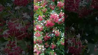 Combretum Indicum Flowers♥️♥️♥️ [upl. by Stutsman]