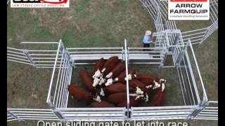 Beef Buddy Low Stress Cattle Handling [upl. by Eicaj]