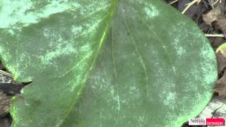 Powdery Mildew on Lilacs [upl. by Ylagam864]