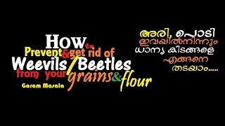 How to Prevent amp get rid of Weevils  beetles from your grains amp flour ധാന്യകീടങ്ങളെ എങ്ങനെ തടയാം [upl. by Dudley664]