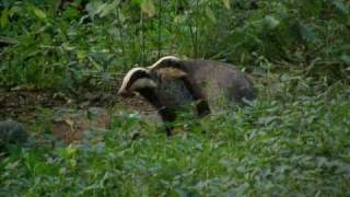 Badgers Mating [upl. by Baxter]