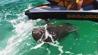 Aggressive Bull Shark Circles Around Jet Skier [upl. by Benetta681]