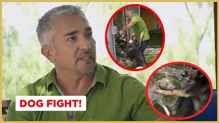 Breaking up a dog fight  Cesar 911 [upl. by Brasca]