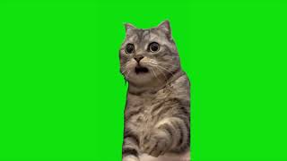 Shocked Cat Meme Green Screen  Chroma Key Template  4K [upl. by Ennaed739]