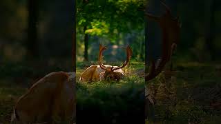 Can Deer Make Different Sounds Listen and Find Out  shorts [upl. by Goetz287]