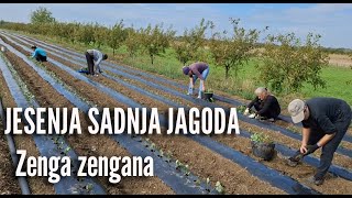 Sadnja jagoda Zenga zengana [upl. by Rochell462]