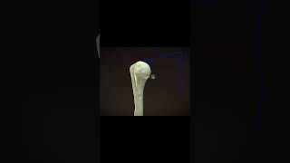 Lesser tubercle  Humerus IN A MINUTE [upl. by Rosemari]