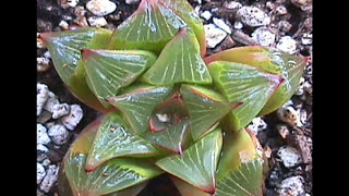 My Old Haworthia Collection  HOAGY CARMICHAEL  Two Sleepy People [upl. by Aloin]