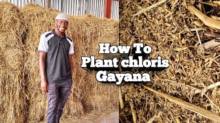 How to Plant chloris Gayana  Sampling  2023 [upl. by Arney]