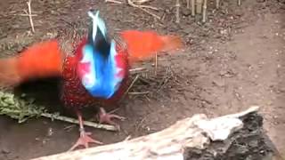 frontal courtship of a tragopan satyra YouTube mp4 2 [upl. by Yvehc419]