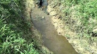 Trinidad river Otter Water Dog [upl. by Jezreel]