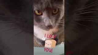 I Loaf You 🍞 🐈‍⬛❤️ catvideos catshorts [upl. by Duwalt]