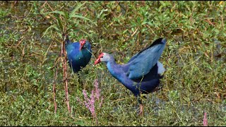 Grey Headed Swamphen chasing attacking running at lotus pond Birds lifestyle Nature birds video [upl. by Vanzant]