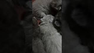 Kittens Nora 5 days kitten cat cats britishcat meowed kitty shorts shortvideo [upl. by Solokin]