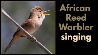 AFRICAN REED WARBLER singing [upl. by Llehsyt]