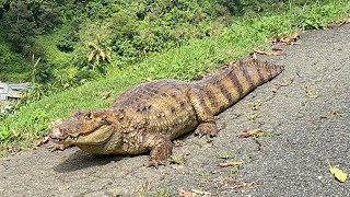 Capturan un caiman cerca de una residencia en Comerio [upl. by Ingra720]