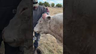 Hank the Treat Bully Denied 🐂🍎😂 HankTheBull ToddLife [upl. by Yrtnahc432]