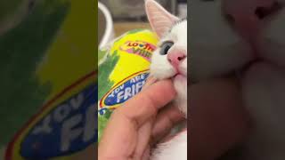 Gato Mimado em Momentos de Cuidados Pessoais animais cat animals pets funny [upl. by Ymmor]